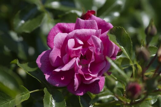 Rose 2.jpg