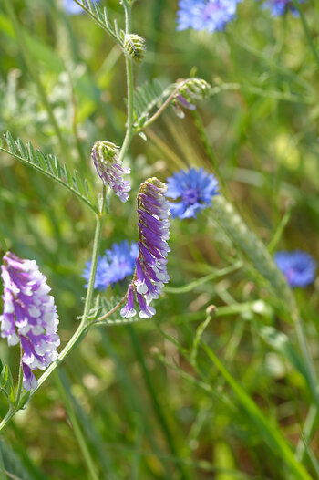 DSC_5191_DxO_Forum.jpg