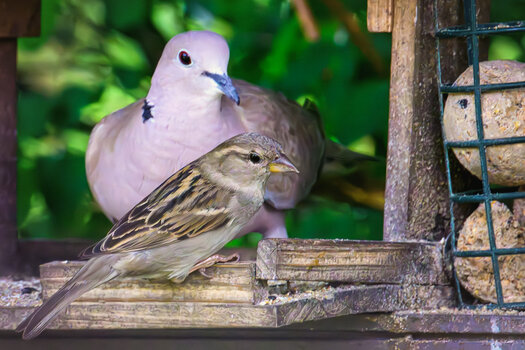 DSC_0965.jpg