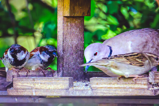 DSC_0958.jpg