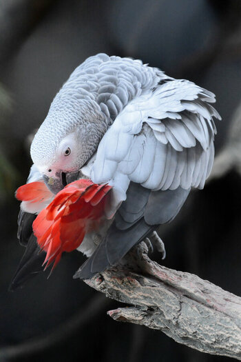 DSC_9376_DxO.jpg