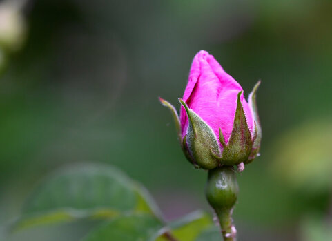 _DSC4370.jpeg