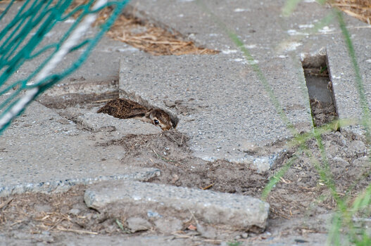 hase-1583.jpg hase-1583.jpg