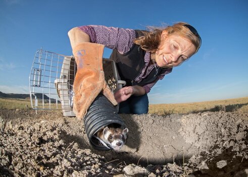 Die WWF NGP-Biologin und Schwarzfußfrettchen-Expertin Kristy Bly lässt ein Schwarzfußfrettchen (Mustela nigripes) aus seinem Transportbehälter frei. Snake Butte, Fort Belknap-Reservat, Montana, USA.
