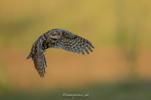 _A1B9648-1808-1.jpg
