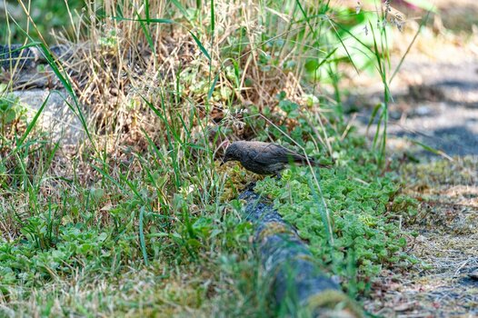 comp__DSC1468-Verbessert-RR.jpg