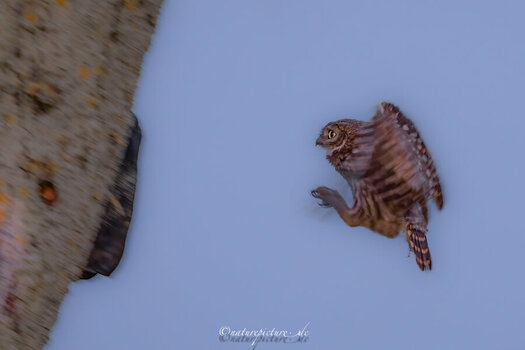 _A1B1094-1848-1.jpg