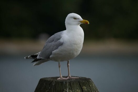Möwe1.jpg