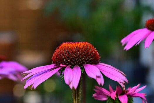 DSC_0007.JPG