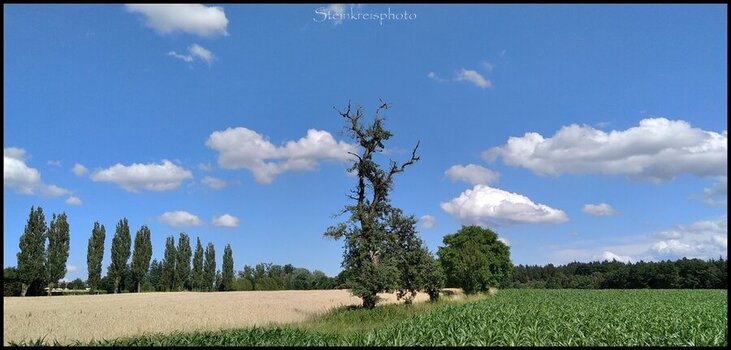 comp_Chiemsee-Baumreihe.jpg