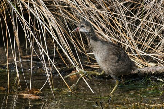 ROB_3602 Teichhuhn junges.jpg
