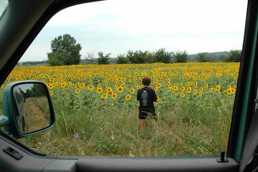 Sunflower_DSC_0462.jpg
