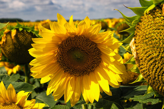 DSC_3501_DxO.jpg