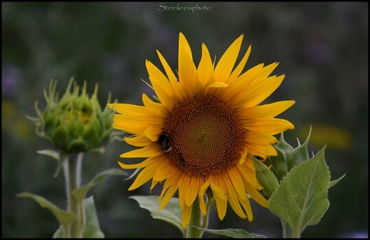 comp_Sonnenblume 3.jpg