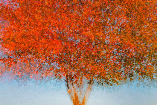 treevisions.jpg
