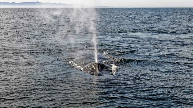 CA_whale-watching-(94)_DxO.jpg