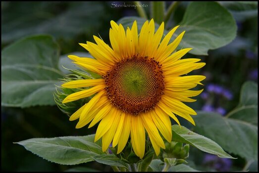 comp_Sonnenblume-Leuchte, kleine Sonne.jpg