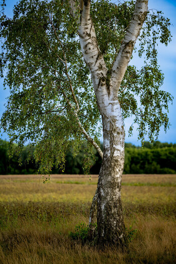 Birkenporträt.jpg