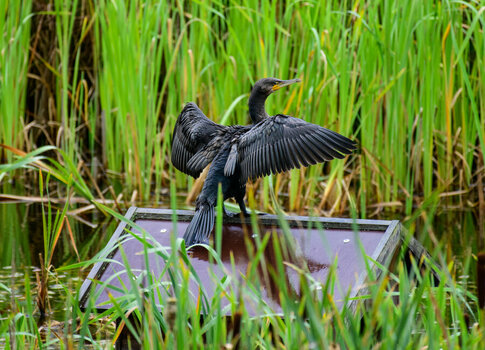 Kormoran.jpg