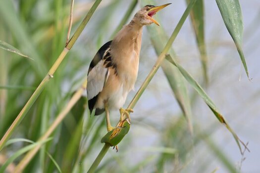 NZ9_8795_1.jpg