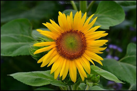 comp_Sonnenblume_20203.jpg