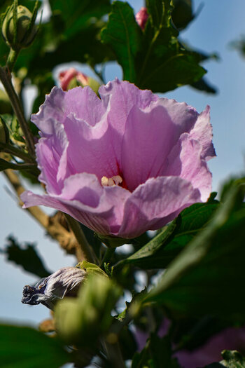 DSC_3902_DxO.jpg