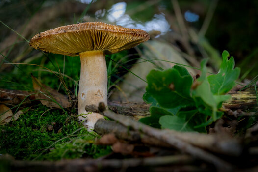 Unbekannter Pilz.jpg