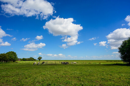Friesland.jpg