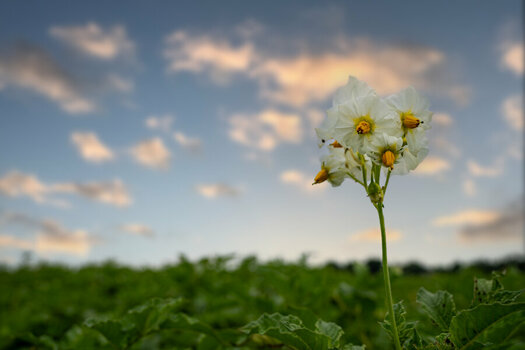 Kartoffelblüte.jpg
