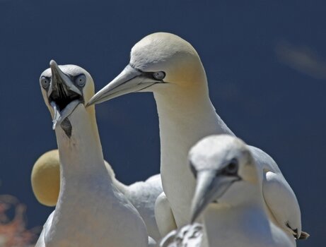 helgoland_basstoelpel.jpg
