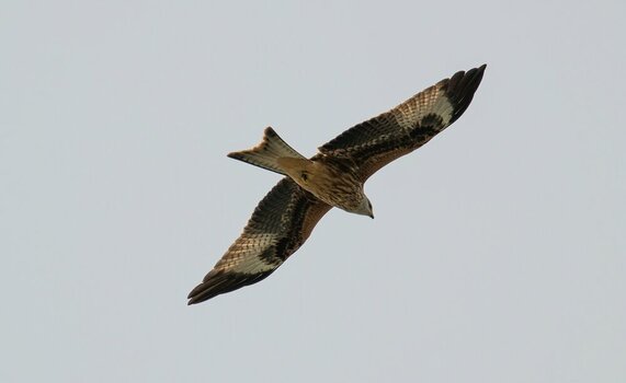 comp_DSC_4863.jpg