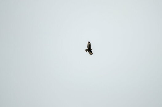comp_DSC_4871.jpg