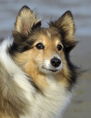 sheltie.jpg