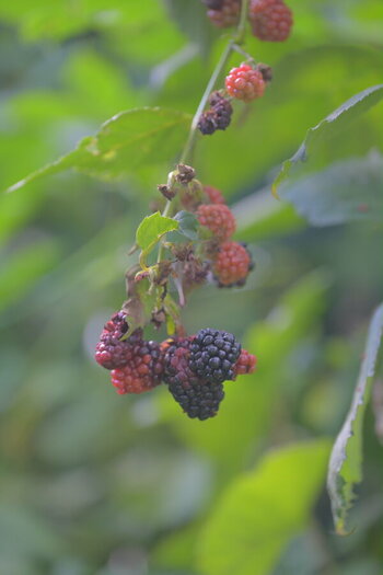 7II_0930.JPG