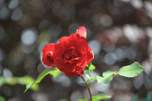 7II_0934.JPG