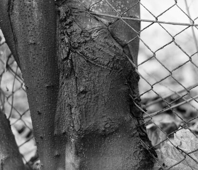 baum 02.jpg