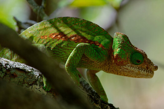Z7Z_4746Madagascar.jpg
