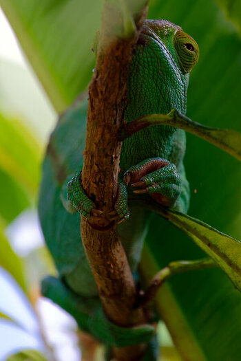 Z7Z_4718Madagascar.jpg