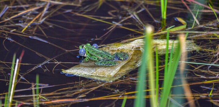 Frosch.jpg