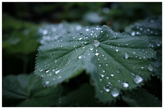 IMG_5721.jpeg