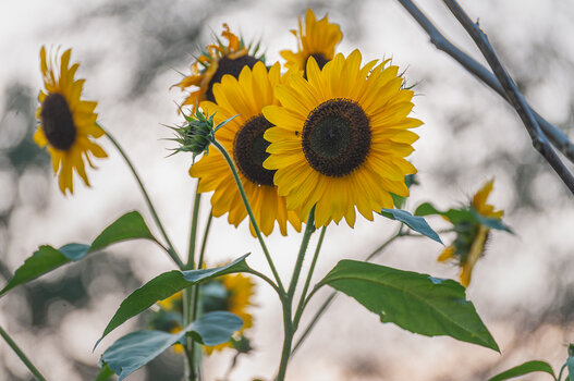 sonnenblumen-2132.jpg