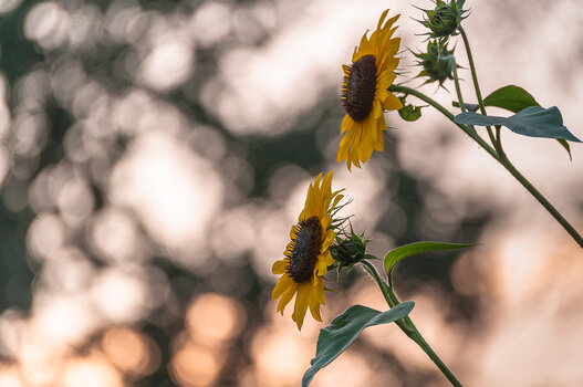 sonnenblumen2-2.jpg