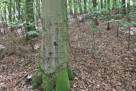 DFX_3045.jpg