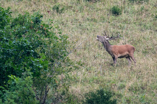 _ROB5248-3 Hirsch röhrt.jpg