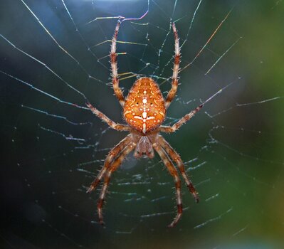 spinne.jpg