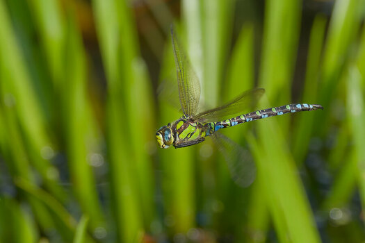 P9120221NFF-1.jpg