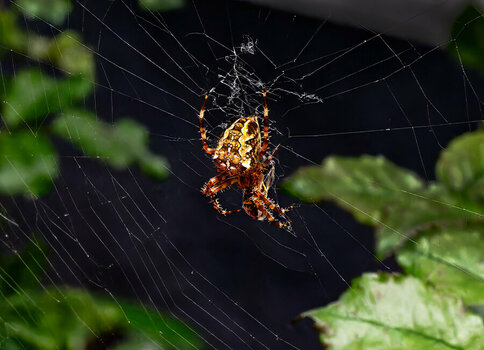 1-Spinne_09_2023.jpg