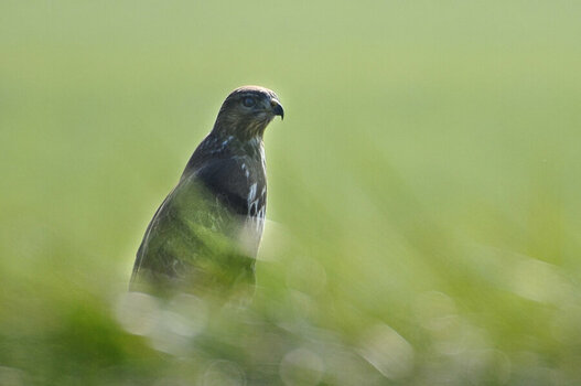 DSC_8613 bussard feld.jpg