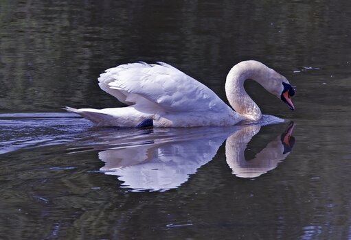 schwan.jpg