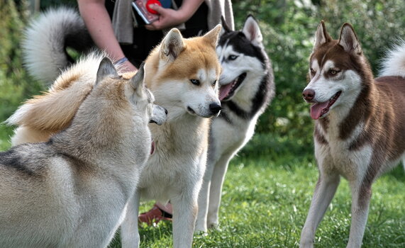 Huskys Burgsteinfurt 170323-010.jpg